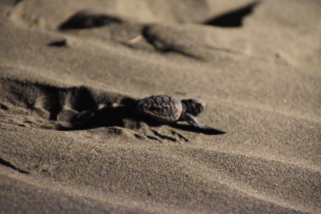 アカウミガメの孵化と日向市アカウミガメ研究会について