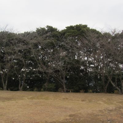 草木も寒そう