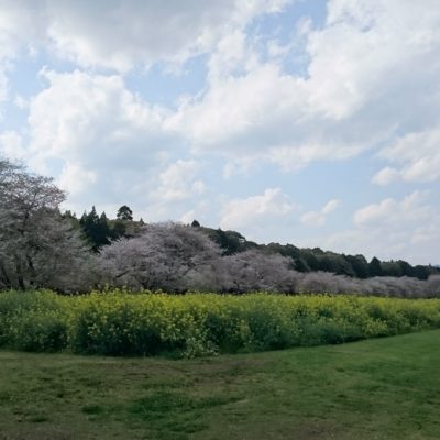 桜と菜の花と