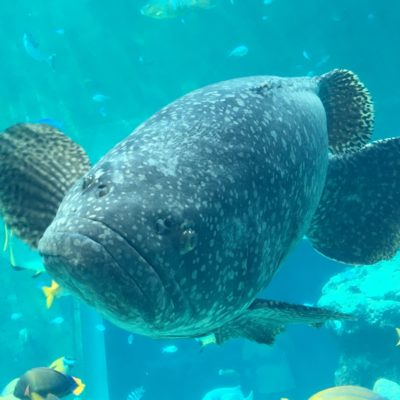 美ら海水族館にて