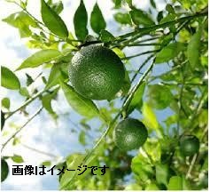 日向市特産へべすを５名様に★