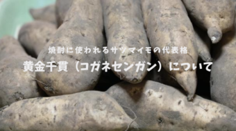 焼酎に使われるサツマイモの代表格「黄金千貫（コガネセンガン）」について