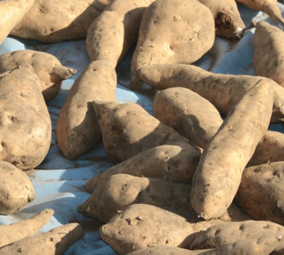焼酎に使われるサツマイモの代表格「黄金千貫（コガネセンガン）」について