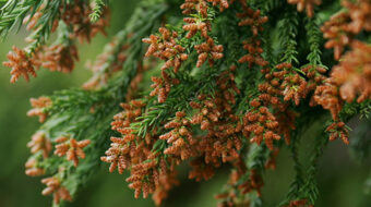 花粉症に、お茶割り焼酎が効果的な理由