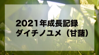 【2021年度】焼酎用ダイチノユメ作り計画