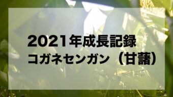 【2021年度】焼酎用コガネセンガン作り計画