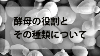 焼酎造りにおける酵母の役割とその種類について